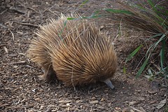 KI Wildlife Park (21) - De Echidna