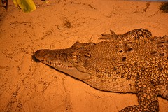 KI Wildlife Park (24) - De Krokodil