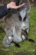 KI Wildlife Park (64)