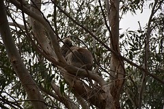 heritage walk (18)