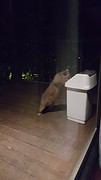 Beestjes op Hamilton Island (1)