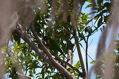 Lookouts Hamilton Island (2)