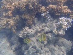 Snorkelen Chalkies Beach (2)