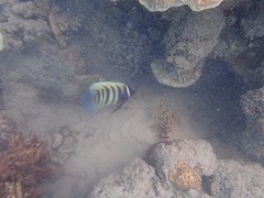 Snorkelen Chalkies Beach (3)