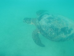 Zeeschildpad Catseye Beach (1)