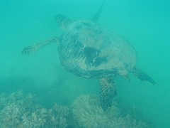 Zeeschildpad Catseye Beach (2)