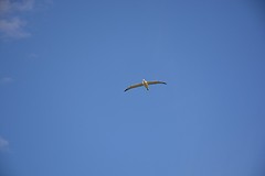 Otago Peninsula (19)