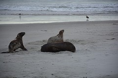 Otago Peninsula (102)