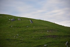 Otago Peninsula (170)