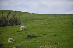 Otago Peninsula (173)