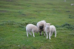 Otago Peninsula (176)