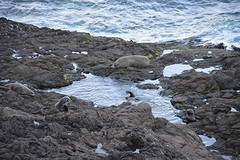 Otago Peninsula (190)