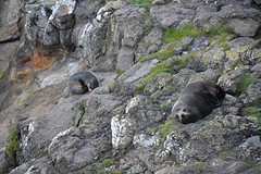 Otago Peninsula (199)