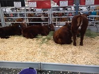 Stock Show