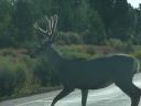 overstekend wild