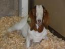 en ook dat hoort bij de state fair..