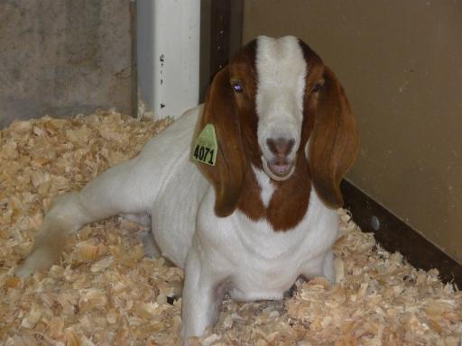 en ook dat hoort bij de state fair..