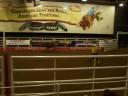 bullriding
