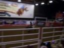 bullriding