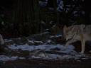 wild life
