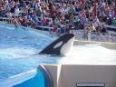 shamu seaworld