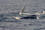 Mom and calf 2014