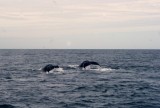 Whales in sight