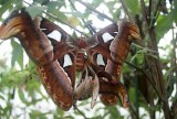 Atlas butterfly