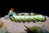 Caterpillar