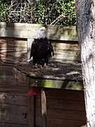 Bald_Eagle