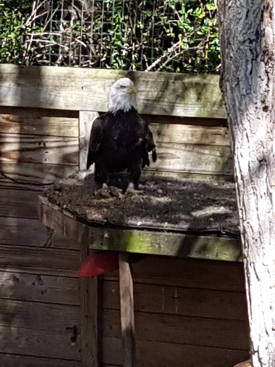 Bald_Eagle