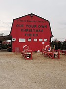 Young's Christmas tree farm