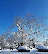 Siccamore tree in de sneeuw