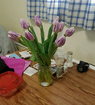 Tulips
