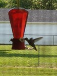 Hummingbird at the feeder