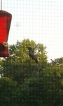 Hummingbird in flight