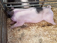 Sue the pig