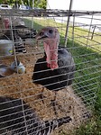 Champagne County Fair
