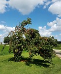 Perzikboom