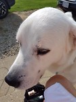 Pyrenees dog