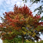 Herfst