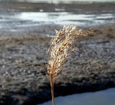 Wandelen