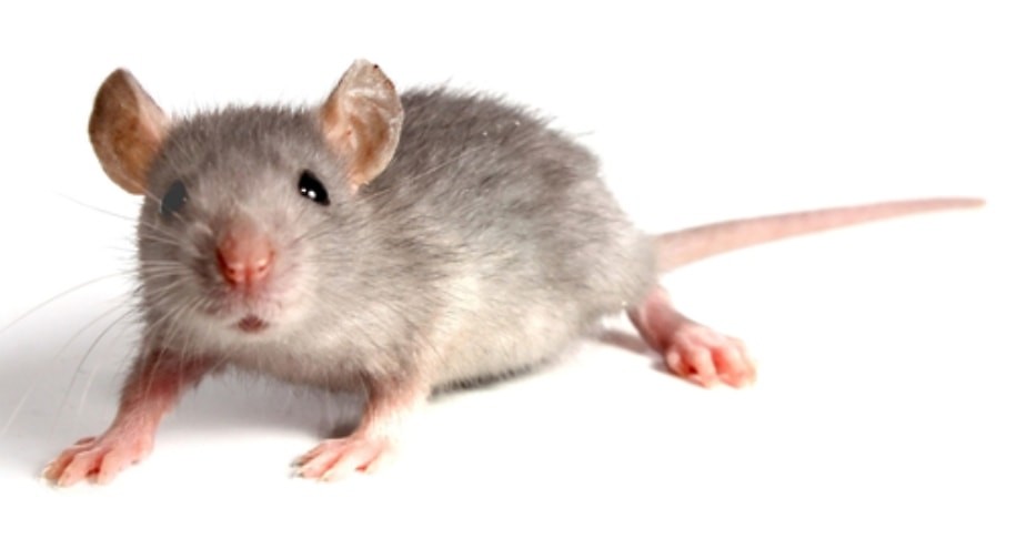 fieldmouse