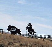 Bison hunted