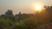 Safari