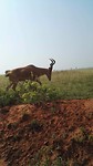 Safari