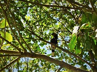 IMG-20161121-WA0047