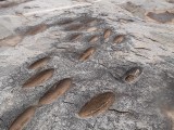 DSCF2076