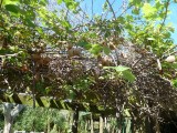 Kiwi boomgaard in Te Puke