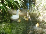 in de tuin van het hotel in havelock